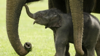 A mom and baby elephant