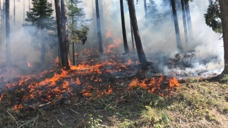 Fire is shown in a forest.
