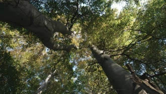 Trees in the forest, as pictured in the documentary, "The Hidden Life of Trees"