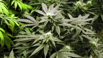 The Road To Legal Marijuana