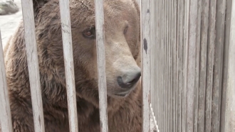 A brown bear in a cage