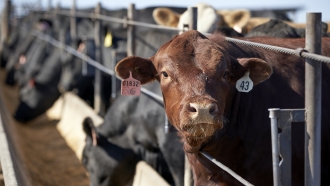 Cattle occupy a feedlot