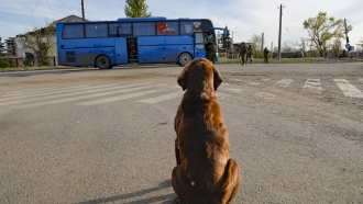 A stray dog looks at a bus with local residents who left a shelter.
