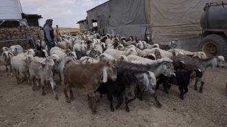 Palestinian Issa Abu Eram takes his flock of sheep out for the afternoon graze