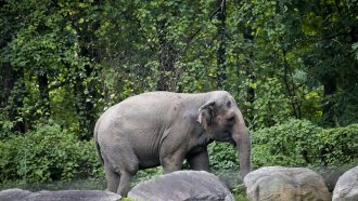 An elephant in the Bronx Zoo