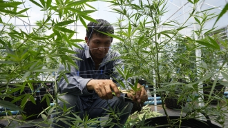 A worker tends to cannabis plants at a farm in Chonburi province, eastern Thailand.