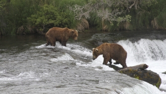 Brown bears look for salmon at Brooks Falls in Katmai National Park.