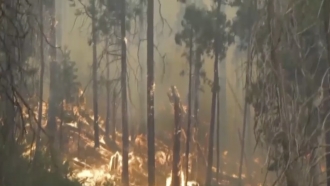 Fire burns in a forest.