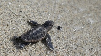 A loggerhead sea turtle hatchling makes its way into the ocean along Haulover Beach in Miami