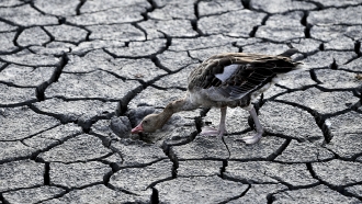 European Drought Dries Up Rivers, Kills Fish, Shrivels Crops