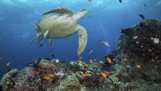A green turtle swims in waters of Ribbon Reef.