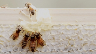 The Benefits Of Bees: Why We Need Them More Than We May Realize