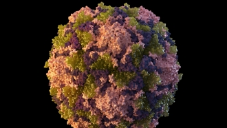 This 2014 illustration made available by the U.S. Centers for Disease Control and Prevention depicts a polio virus particle