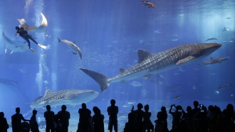 whale sharks swim in the Black Current sea tank at Okinawa Churaumi Aquarium