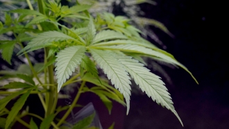California Takes Steps To Further Legalize Marijuana