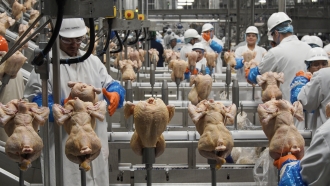 Workers process chickens at a poultry plant.