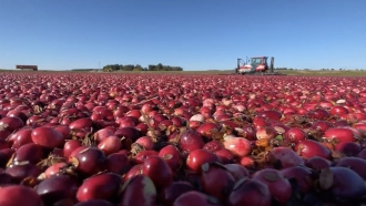 A cranberry farm is shown.