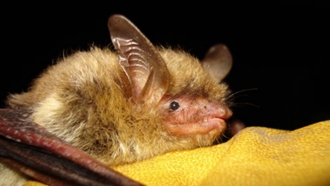A northern long-eared bat