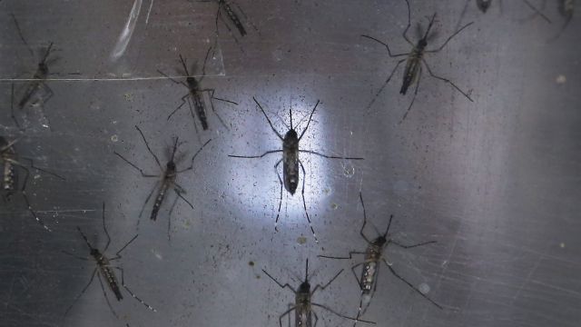 First Case Of Sexually Transmitted Zika Virus Confirmed In Us Video 