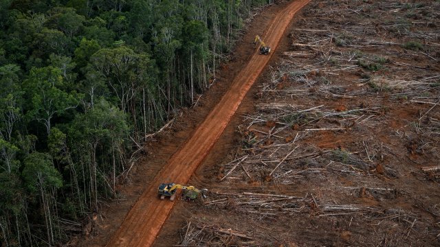 How Deforestation Helps Viruses Spread