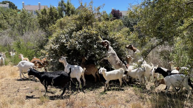 Using Goats To Prevent Wildfires