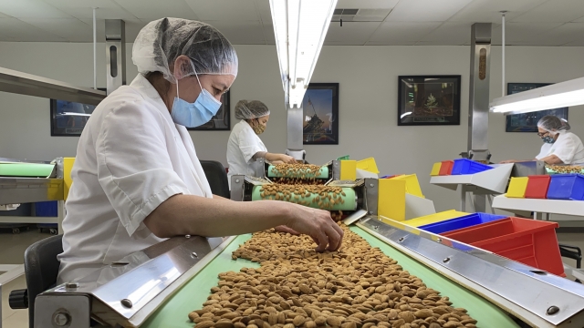 California Drought Takes Toll On World's Top Almond Producer