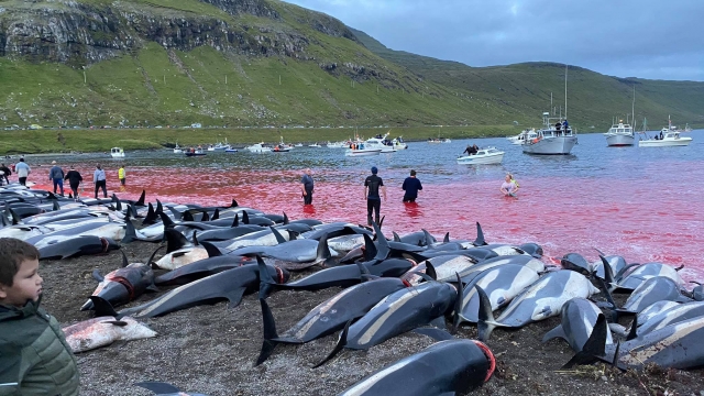 Slaughter Of Dolphins On Faeroes Sparks Debate On Traditions