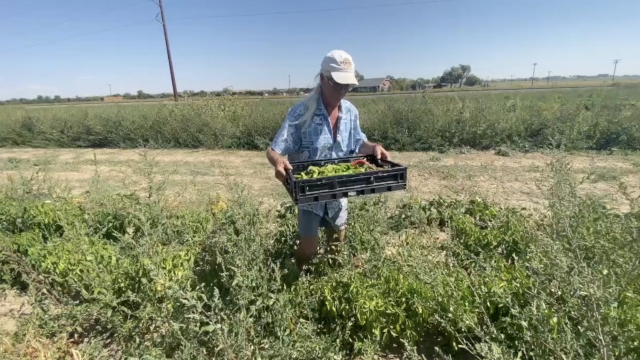 KMGH: Colorado Farmers Frustrated By Worker Shortage