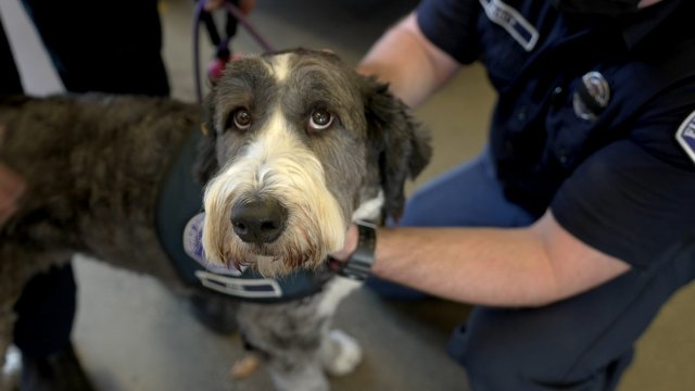 Therapy Dogs Are Helping Firefighters With Their Mental Health