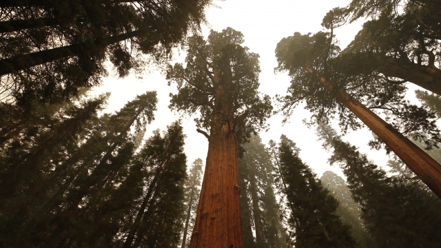 Protecting California's Giant Sequoia Trees Among Wildfires