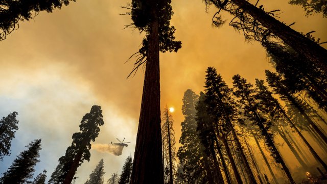 Experts Are Studying Past Wildfires To Aid Future Forest Survival