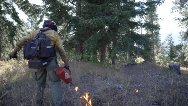 Experts Are Preparing Forests For Wildfires With Purposeful Blazes
