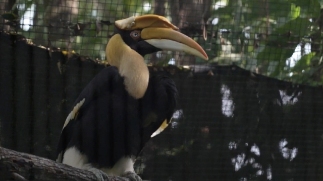 Scientists Create Prosthetic With 3D Printers For Vulnerable Bird