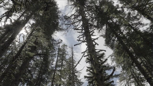 Washington Changes Logging Plans To Generate Carbon Offset