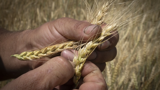 Ukrainian Grain Is Being Stolen By Russia Amid The War