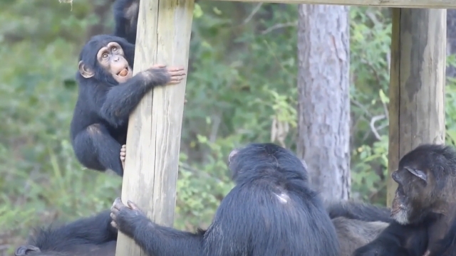 'Retirement' Home Helps Chimpanzees Thrive After Medical Research