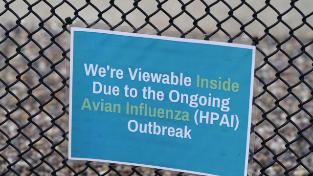 Avian Flu Is Affecting The Poultry Industry As The Holidays Approach