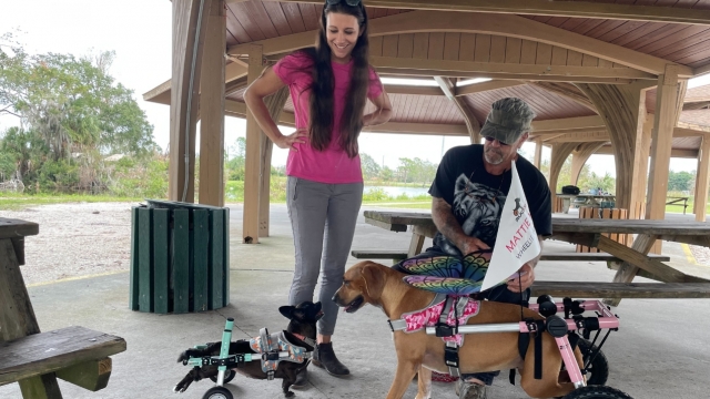 WFTS: Retired Deputy Supplying Wheelchairs For Animals In Need