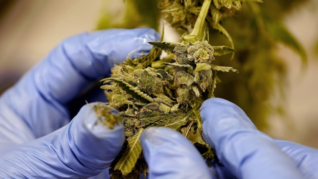 Marijuana Ballot Measures Pass In 2 States, Fail In 3