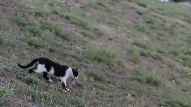 Cats Are Curtailing Chicago’s Rat Problem (VIDEO)