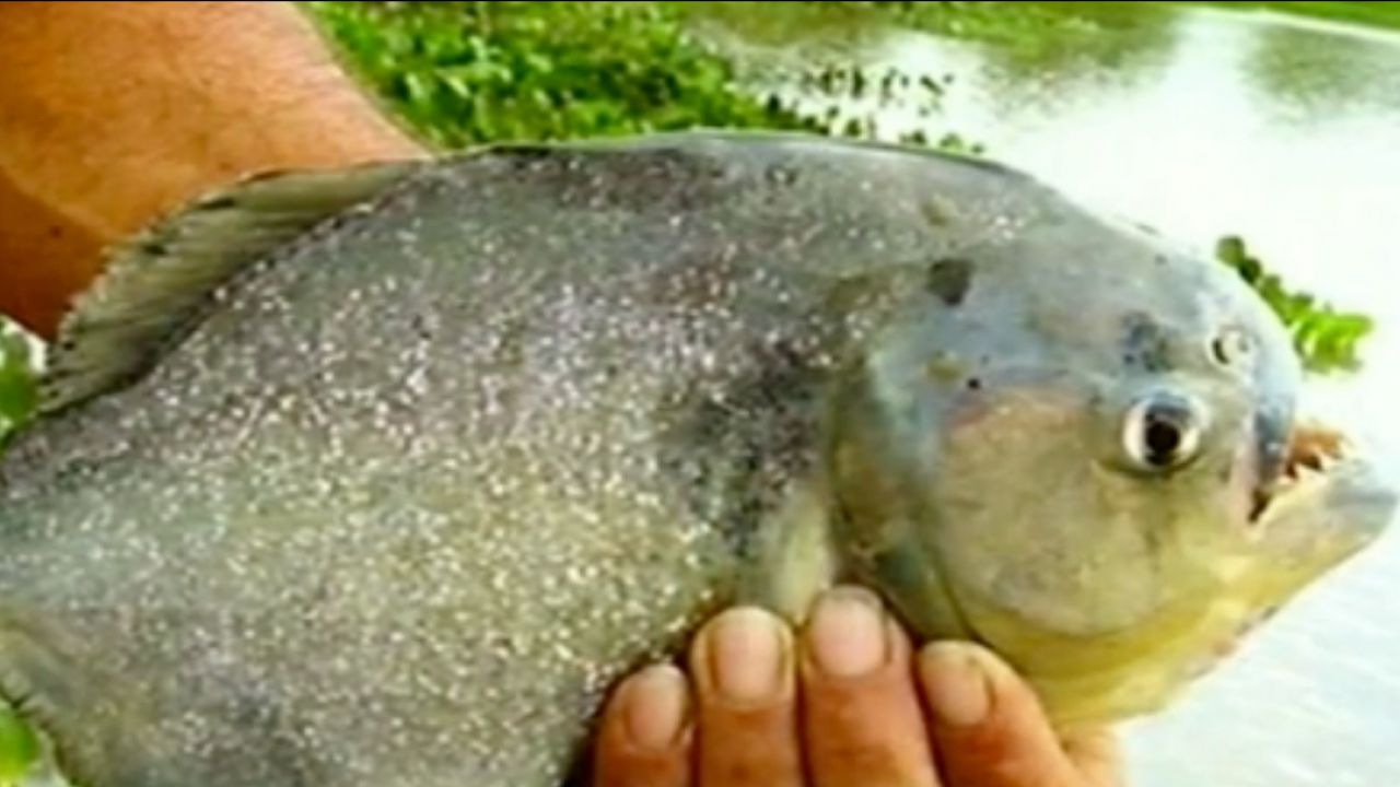 piranha fish attack video