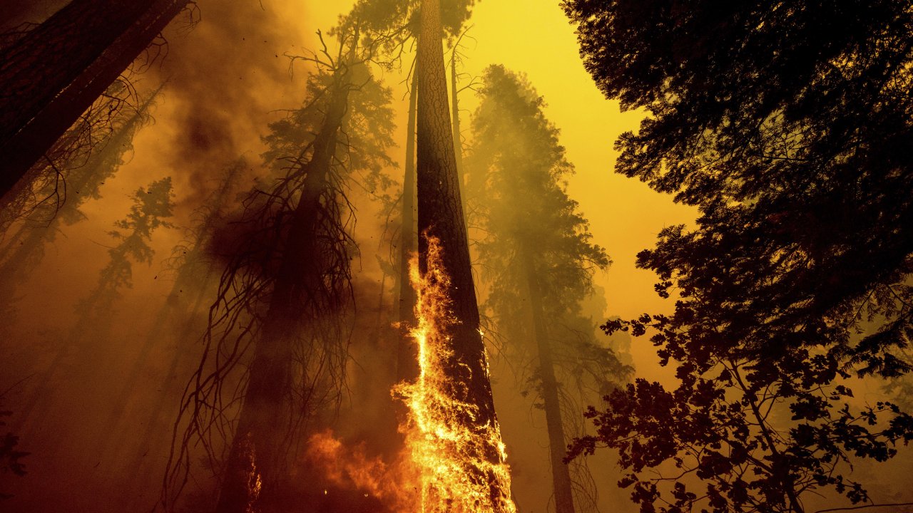 Flames burn up a tree as part of the Windy Fire in the Trail of 100 Giants grove in Sequoia National Forest, Calif.