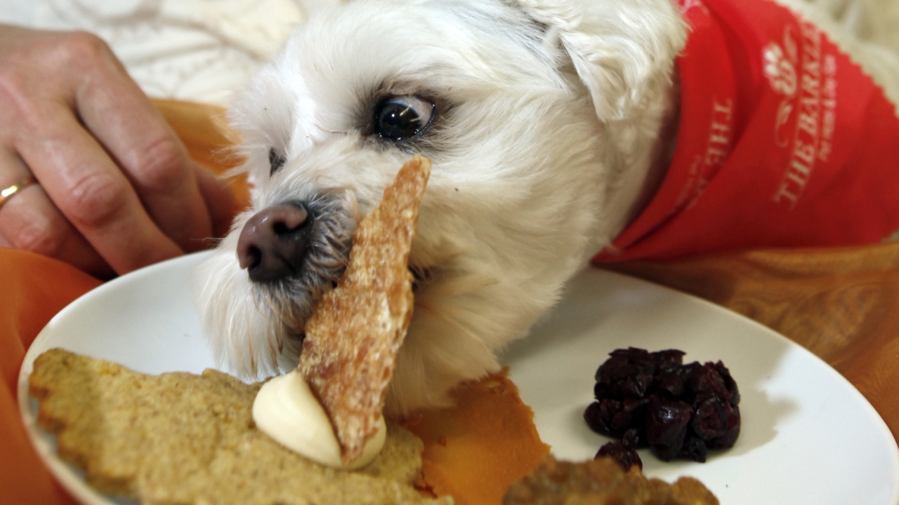A dog eats Thanksgiving foods formulated for pets
