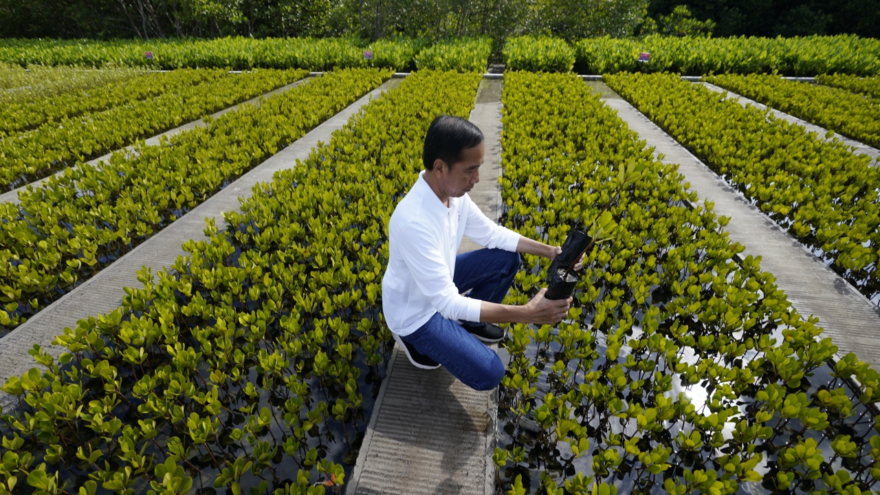 Indonesian President Joko Widodo plants a tree.